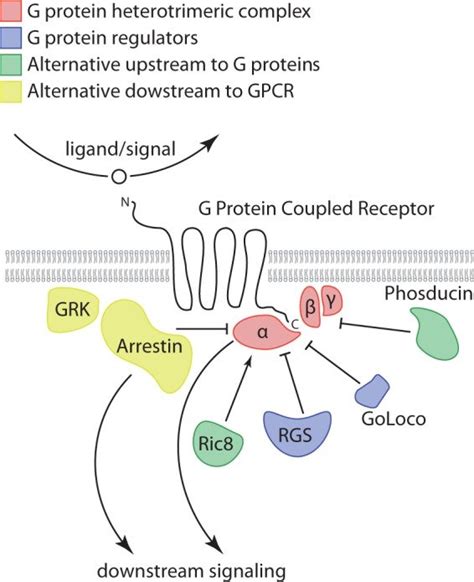 G Protein Coupled Receptors Pathway