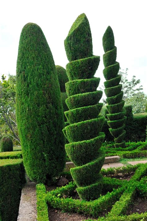 Types Of Topiary Trees