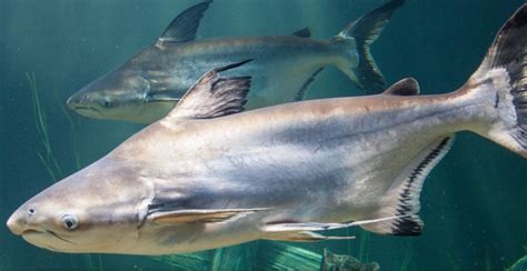 Giant Pangasius Catfish · Tennessee Aquarium