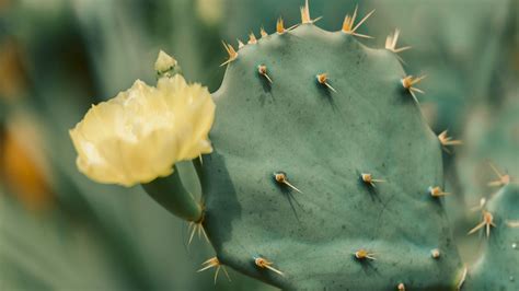 Flowering Cactus Care - Spike & Bloom