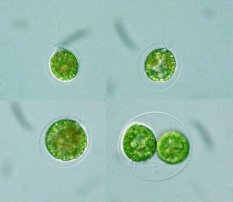 Protist Images: Haematococcus