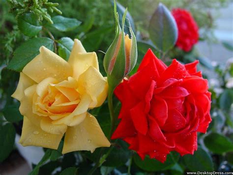 Desktop Wallpapers » Flowers Backgrounds » Red and Yellow Roses » www ...