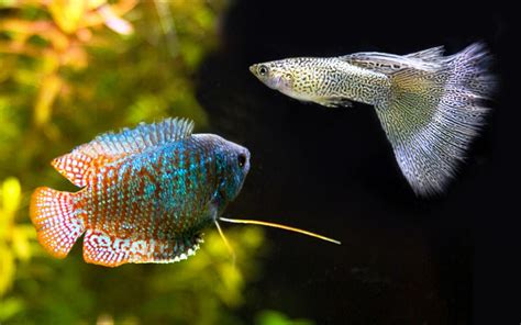 Dwarf Gourami Tank Mates | 13 Species That Are Friendly With this Fish