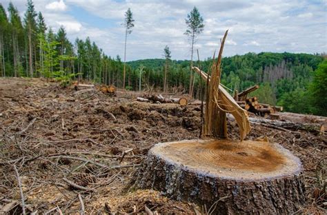 Fakta Tentang Penebangan Hutan (Deforestasi) - Dunia Sains