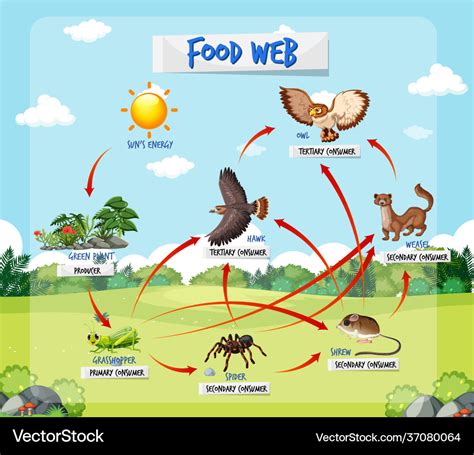 Food chains diagrams - polizmob