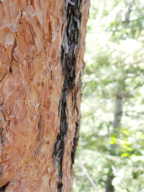 Woodland Evergreen Tree Bark Background Stock Image - Image of outdoor ...