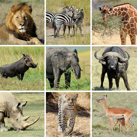 Nine african animal collage. Lion, ... | Stock image | Colourbox