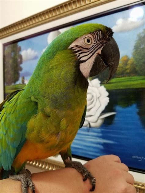 Hybrid Macaw #130369 for sale in Hazle Township, PA