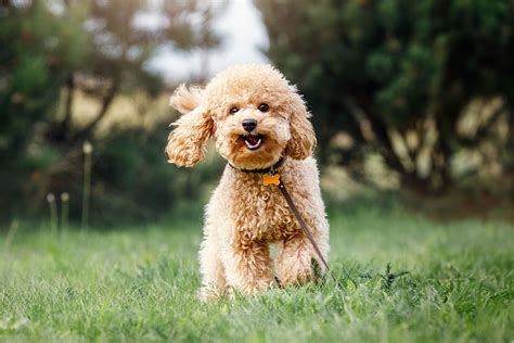 Get To Know the Miniature Poodle | ASPCA® Pet Health Insurance