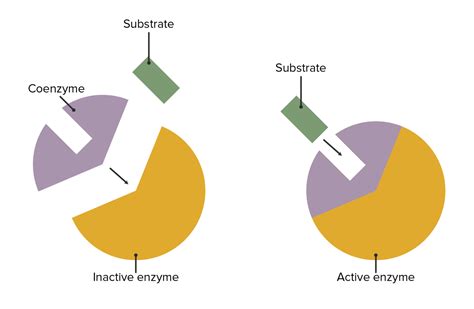 Basics of Enzymes | Concise Medical Knowledge