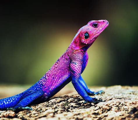 The Mwanza Flat-headed Agama (Agama mwanzae) is a lizard in the family ...