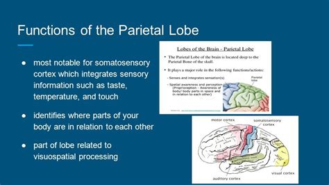 Image result for parietal lobe function | Neuroscience, Sensory play ...