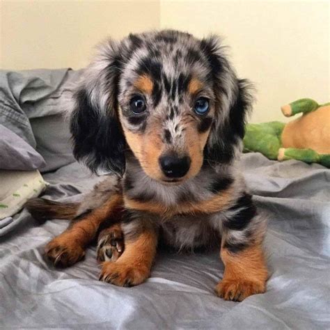 Blue Dapple Dachshund | Dapple dachshund, Blue dapple dachshund ...