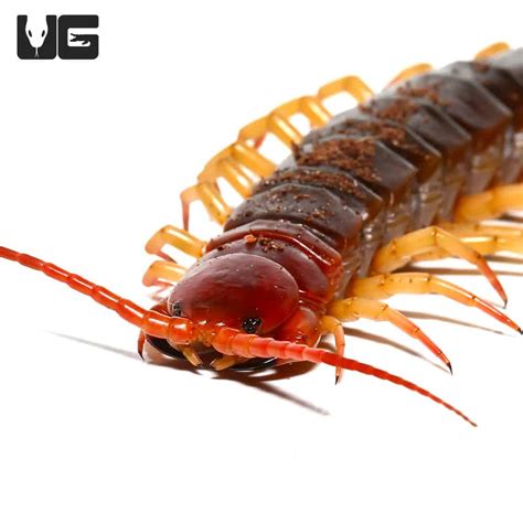 Centipede Head