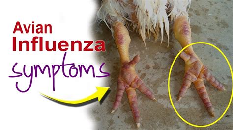 Symptoms of Bird Flu in Chicken. Avian Influenza signs. Poultry farm ...