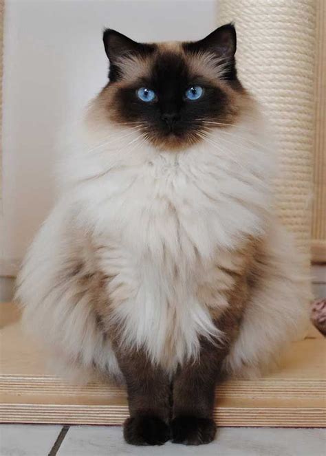 Great Photographs Ragdoll Cats yellow Tips | Fluffy cat breeds, Cute ...