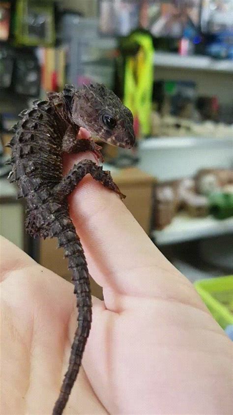 Aka as Tribolonotus Novaeguineae | Crocodile skink, Cute reptiles, Pet ...