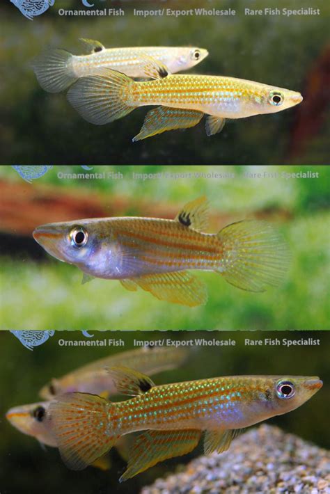 Emerald dwarf rasbora overview breeding facts more – Artofit