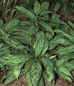 Air Purification with House Plants - Chinese Evergreen