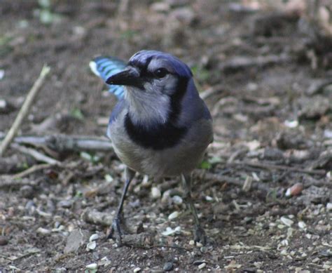 Texas Blue Jay 05/10/18 | Blue jay, Birds, My pictures