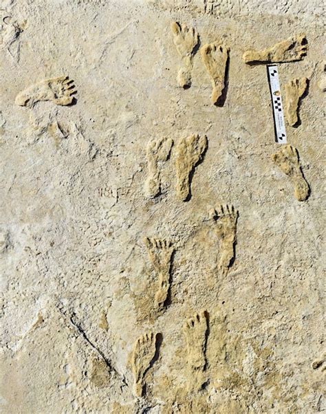 Ancient footprints White Sands New Mexico 23,000 years old