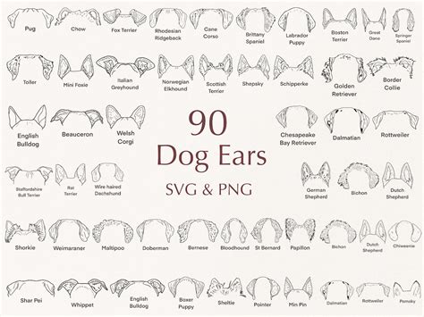 Dog Breed Ears SVG. Hand Drawn. Dog Ears Outline Bundle. Svg Clipart ...