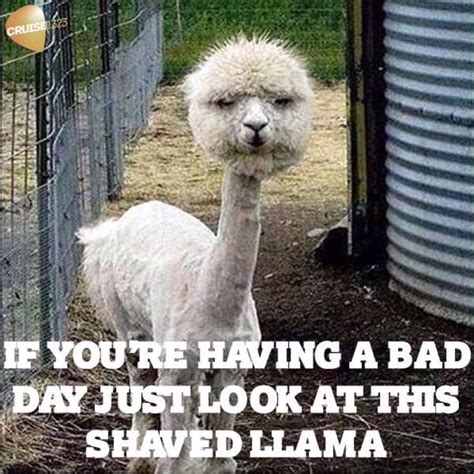 28 best Alpaca Memes images on Pinterest | Funny pics, Funny stuff and ...