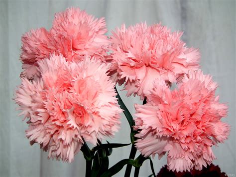 Pink Carnation Wallpapers - Wallpaper Cave