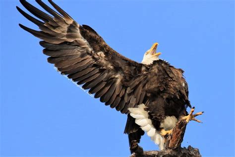 Harriet fighting off Osprey attack in 2020 | Bald eagle, Osprey, Survival