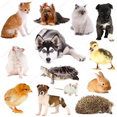 Collage of different pets isolated on white Stock Photo by ©belchonock ...