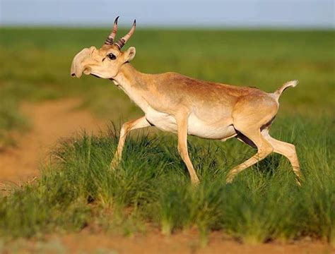 Saiga Antelope Facts, Habitat, Extinction, Life Cycle, Baby, Pictures