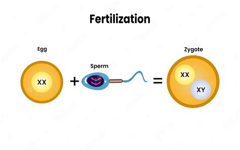 Premium Vector | Fertilization. Fusion of two haploid gametes to form a ...