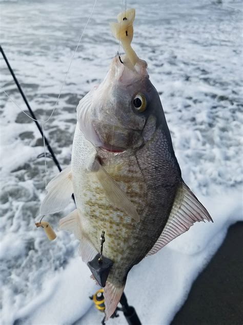 Ocean Shores surf perch. | Bloodydecks