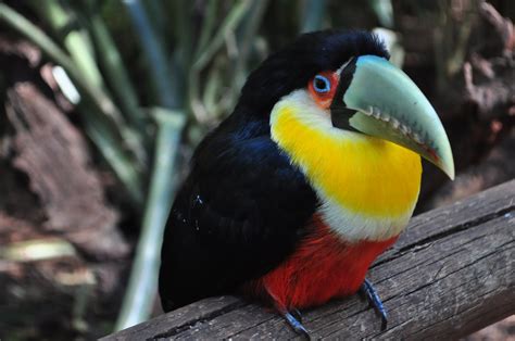 Toucan, Bird, Colorful, Beak wallpaper | HD Wallpapers