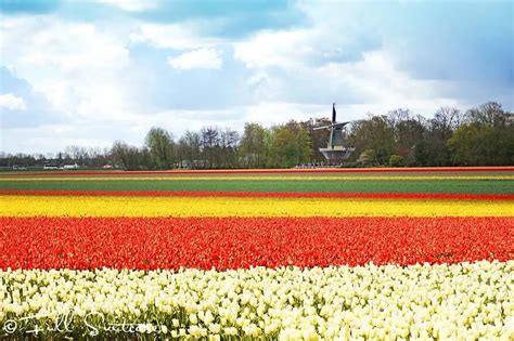 Tulip Flower Fields In Netherlands Facts | Best Flower Site