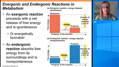 Exergonic Vs Endergonic Water Diagram Reacciones Exergónica