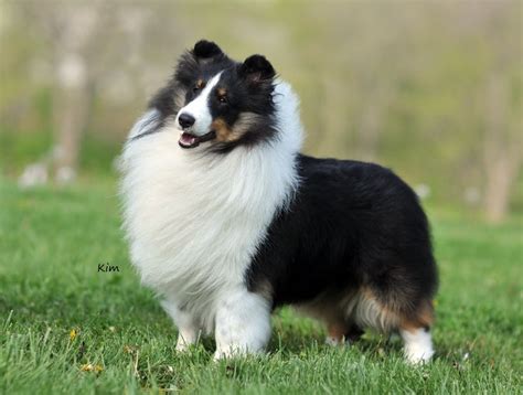 123 best images about Sheltie on Pinterest | Dog art, Beautiful dogs ...