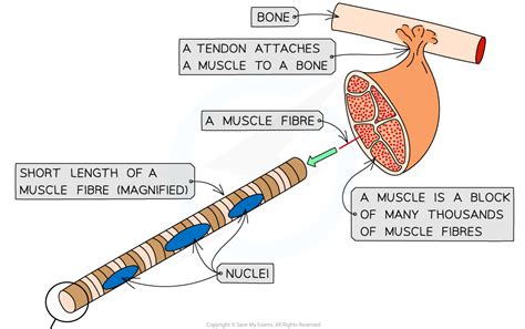 Contraction in Striated Muscle | Superprof