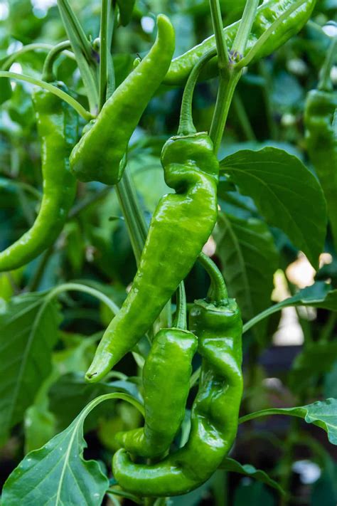 Chili Pepper Types - A List of Chili Peppers and their Heat Levels ...