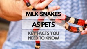 Milk Snakes as Pets: Key Facts You Need to Know - Reptiles Pets