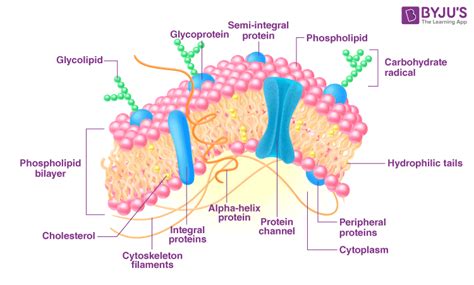 Cell Membrane Diagram Labeled