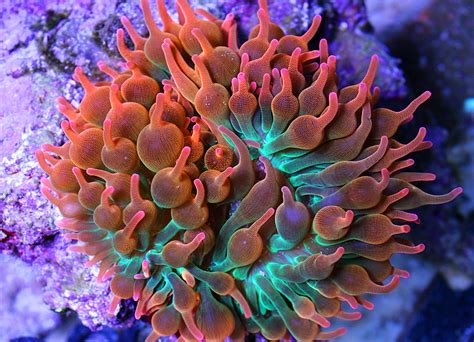 A Look at Sea Anemone Reproduction | AquaNerd