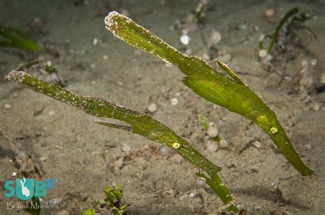 Robust Ghost Pipefish | Marine Life Facts