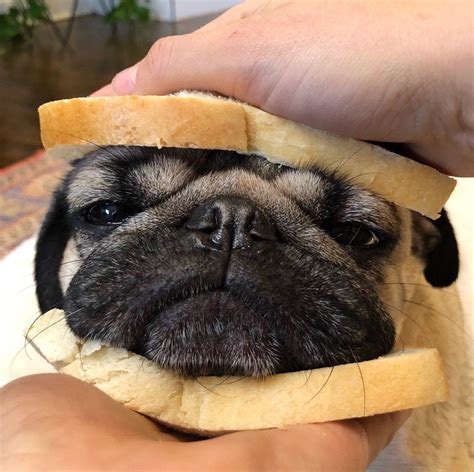 Pug sandwich 💕 Do U love it? #puglovers #worldofpug #pug #pugs # ...