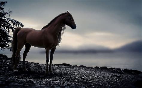 HD Horse Wallpaper Free Download