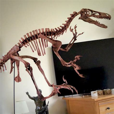 Velociraptor Skeleton Replica Fossil – Triassica