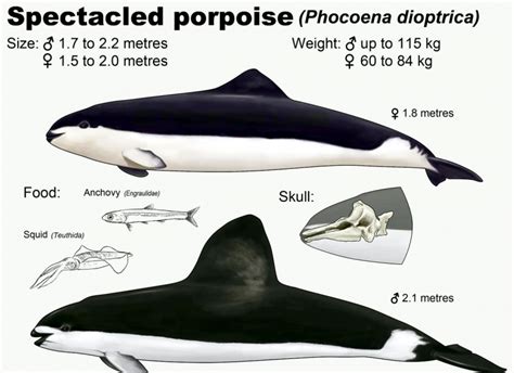 Spectacled Porpoise – "OCEAN TREASURES" Memorial Library