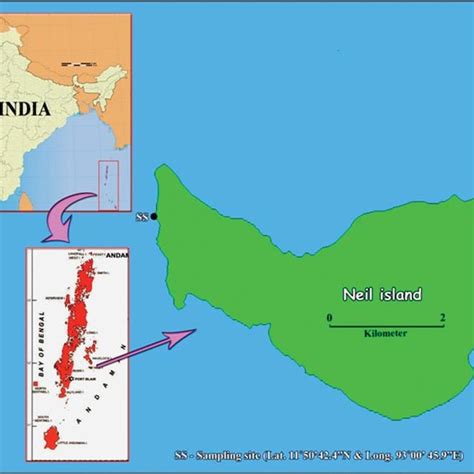 (PDF) Screening of industrially important enzymes of potential marine ...