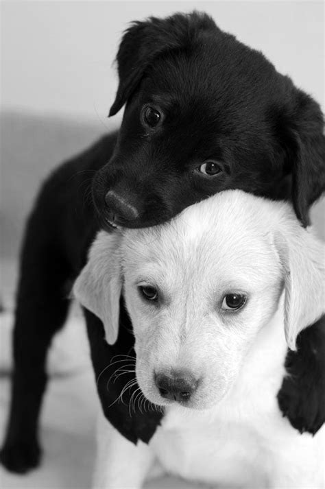 Hugging Puppies Pictures, Photos, and Images for Facebook, Tumblr ...