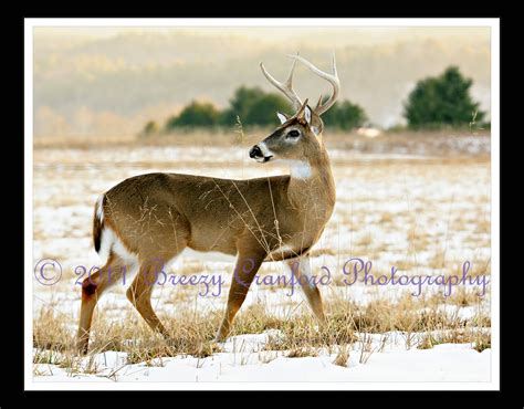 Breezy Cranford Photography: Great Smoky Mountains Wildlife